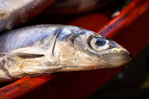 Цех по переработке рыбы откроют на Ямале