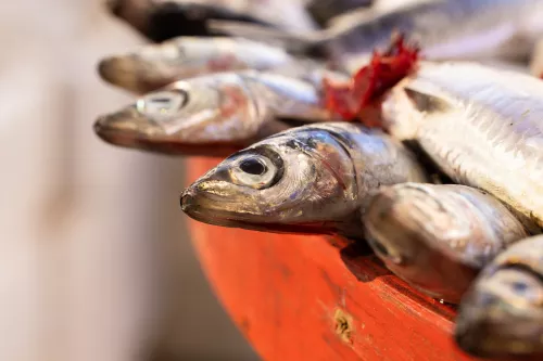Свыше 220 млн руб. выделят шести рыбоперерабатывающим предприятиям в ЯНАО