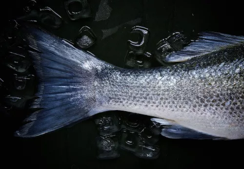Рыбные приоритеты Ямала: ученые провели масштабные исследования рыбных запасов реки Обь